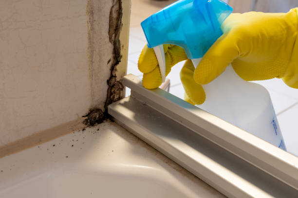 Mold Removal and Inspection in El Cerro Mission, NM