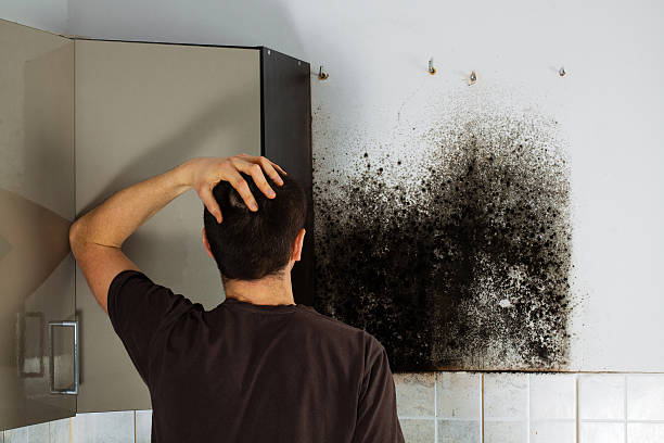 Best Best Mold Removal Companies  in El Cerro Mission, NM