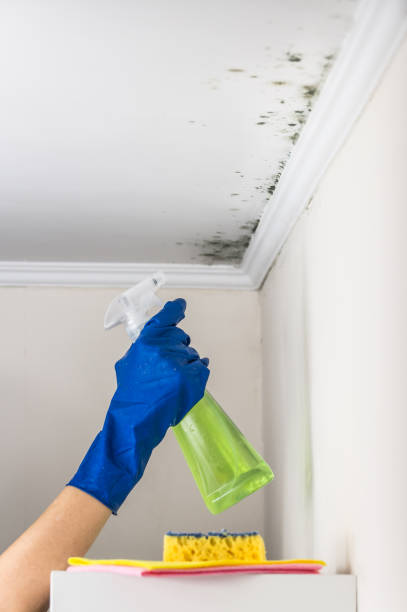Best Black Mold Removal  in El Cerro Mission, NM