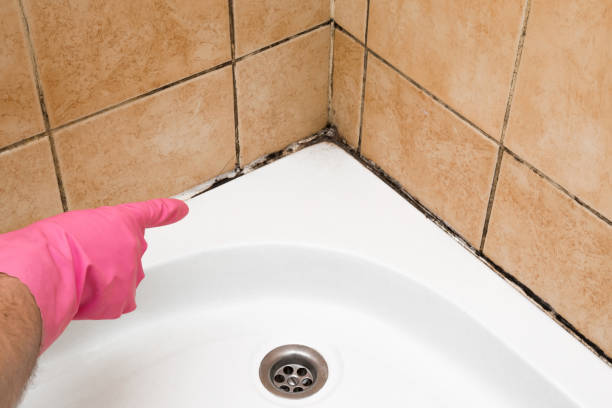 Best Mold Damage Repair  in El Cerro Mission, NM