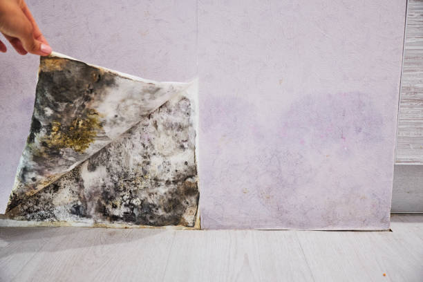 Trusted El Cerro Mission, NM Mold Removal Experts